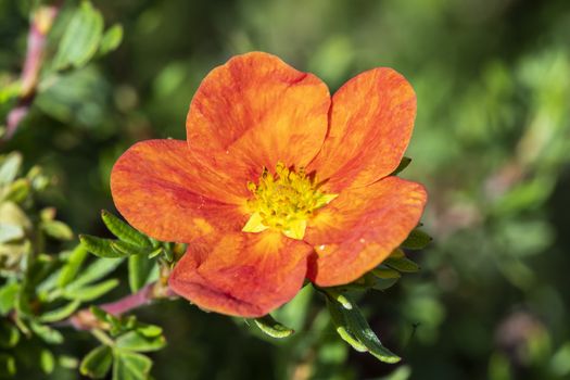 Potentilla 'Red Ace' a summer flowered plant known as cinquefoil