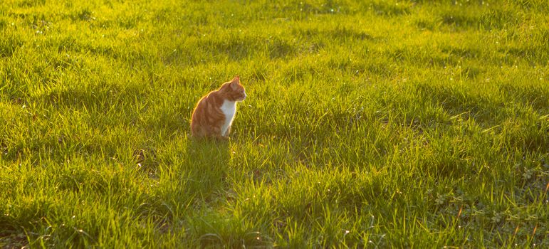 cat sitting in green grass waiting for a mouse