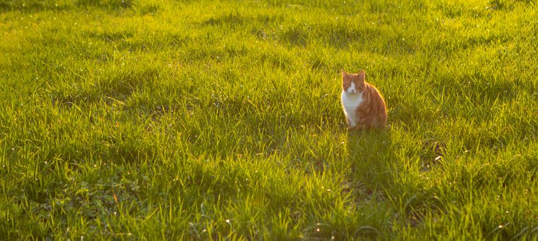 cat sitting in green grass waiting for a mouse