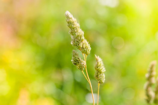 Gramineae herbs moved by the wind in a meadow  under the warm spring sun