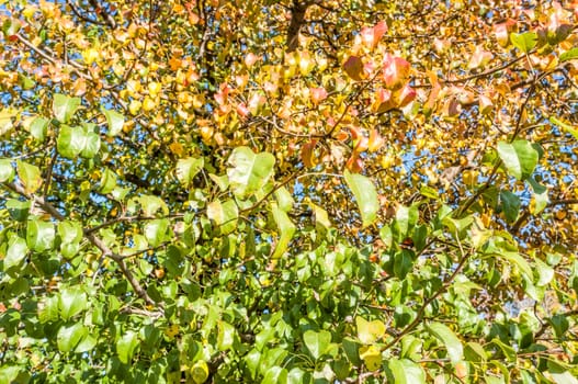 Background of green and red Pear tree leaves in summer
