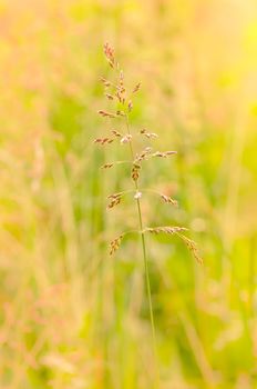 Poa trivialis moved by the wind in a meadow  under the warm spring sun