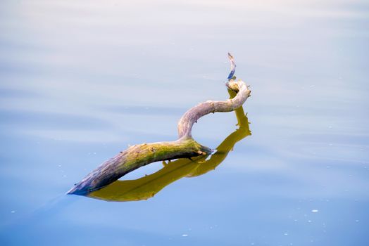 A tree branch covered with green moss is floating in the blue lake's water