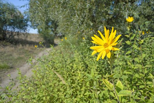 Yellow Helianthus tuberosus or Jerusalem Artichoke flower growing near a path on the hill