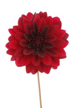 Red decorative dahlia flower bloom isolated on white with clipping path