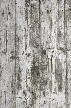 White wood texture, with traces of peeling and mold. Ideal for textures, backgrounds and concepts.