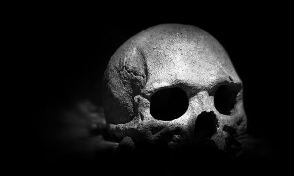 Real skull on dark background