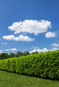 Green hedge in a garden, with blue sky and white clouds as background. Space for text.