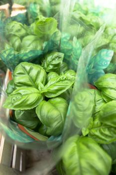 Fresh basil in pots. Selective focus.