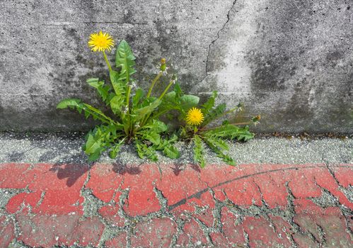 Dandelion flower growing through asphalt. Nature wins over everything. Survival concept.