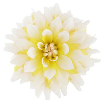 A white and yellow bi-color dahlia flower bloom isolated on white