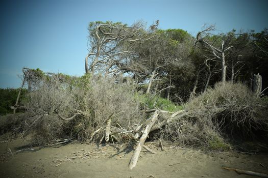 Pine trees and pinewood forest on the seaside, Beach and sea of Marina di Cecina, Maremma, Tuscany, Italy, Europe