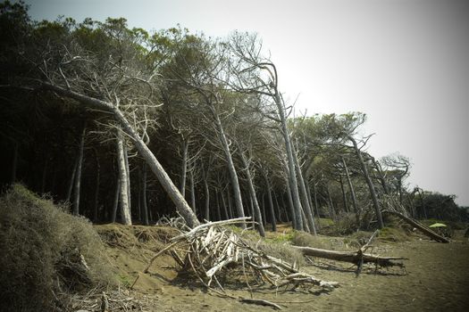 Pine trees and pinewood forest on the seaside, Beach and sea of Marina di Cecina, Maremma, Tuscany, Italy, Europe