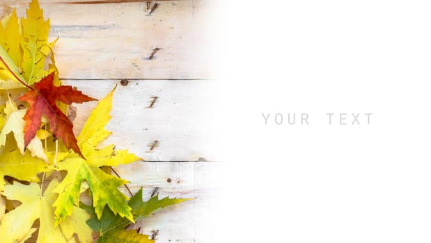 Autumn background with colored leaves on wooden board and white background. Space for text.