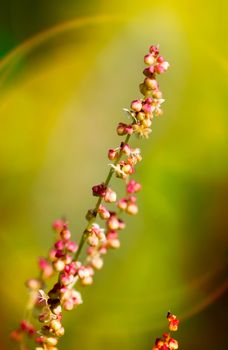 Red Rumex Acetosella glowing under the warm spring sunset