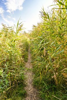 Path through the Typha Latifolia reeds close to the lake under a cloudy summer sky