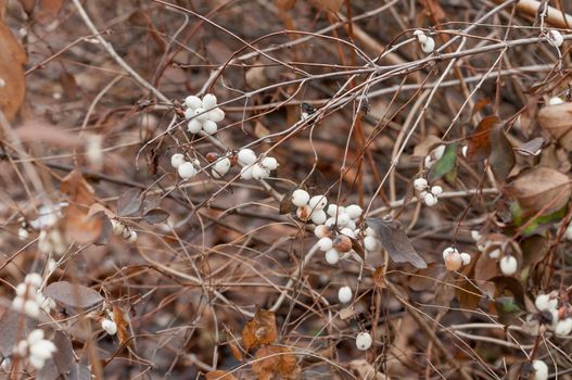 Snowberry bush with white fruits in winter