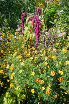 Various colorful flowers in a casual garden under the warm summer sun