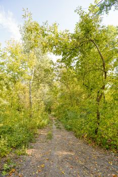 Autumn forest path between maple and poplar trees in a sunny day