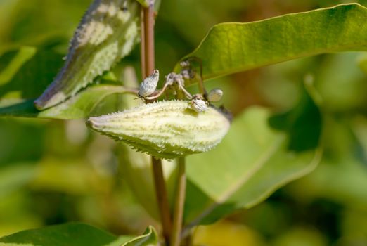 Closeup of the Asclepias Syriaca fruit, also called milkweed or silkweed. This plant produces latex