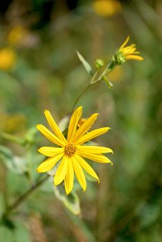 Yellow Helianthus tuberosus or Jerusalem Artichoke flower growing near the lake