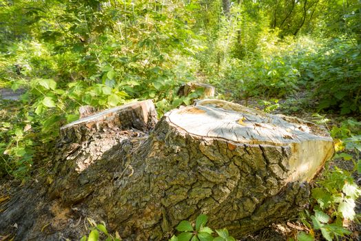 A cut tree in the middle of the forest at the end of summer