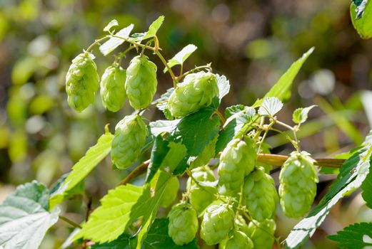 Female flowers of Humulus lupulus, also called hops, in the forest under the warm sun