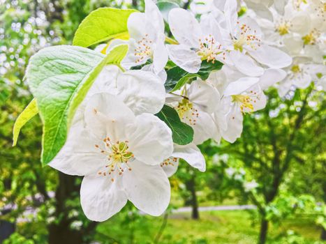 Blooming apple tree flowers in spring garden as beautiful nature landscape, plantation and agriculture scenery