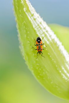 Black and red Firebug or Pyrrhocoris apterus on a Fruit of Asclepias Syriaca also called Milkweed
