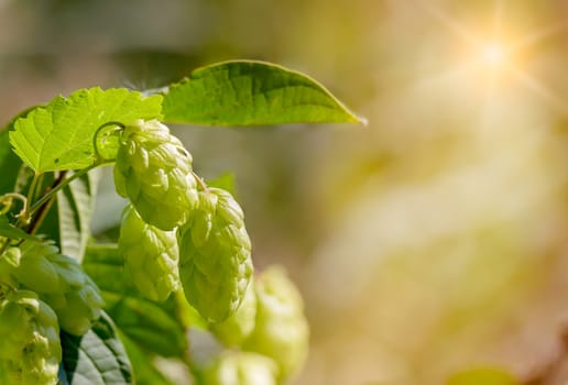 Female flowers of Humulus lupulus, also called hops, in the forest under the warm sun