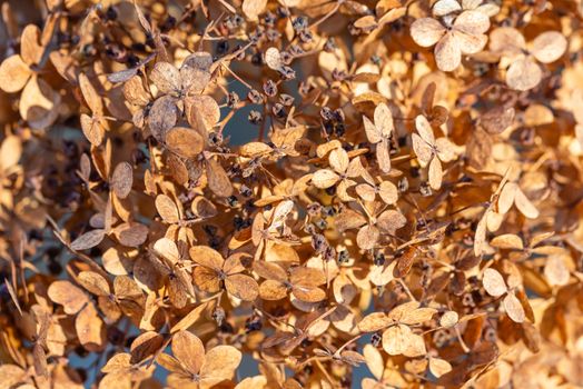 Closeup of a dry Hydrangea paniculata, also known as hortensia, in autumn