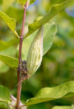 Closeup of the Asclepias Syriaca fruit, also called milkweed or silkweed. This plant produces latex