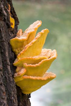 Laetiporus sulphureus mushroom growing on a tree trunk near the Dnieper river in Kiev, Ukraine