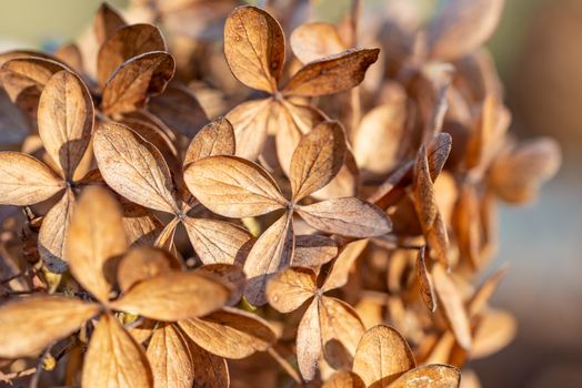 Closeup of a dry Hydrangea paniculata, also known as hortensia, in autumn