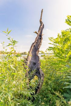 A burnt tree trunk among the green  plants close to the Dnieper river in Kiev, Ukraine.