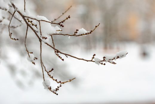Closeup of an elm branch with buds covered by fresh snow on it during the cold winter