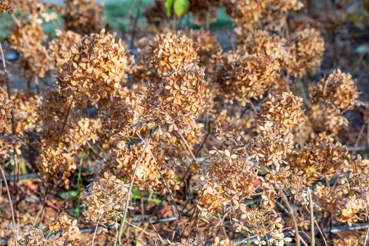 Closeup of a dry Hydrangea paniculata, also known as hortensia, in autumn