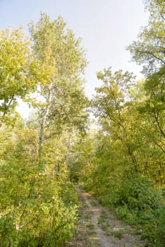 Autumn forest path between maple and poplar trees in a sunny day