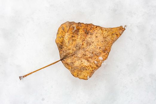 A dry poplar leaf on the fresh white snow in winter