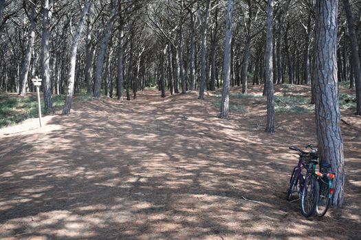 Pine trees and pinewood forest on the seaside, Beach and sea of Marina di Cecina, Maremma, Tuscany, Italy, Europe