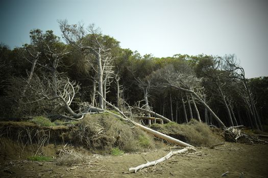 Pine trees and pinewood forest on the seaside, Beach and sea of Marina di Cecina, Maremma, Tuscany, Italy, Europe