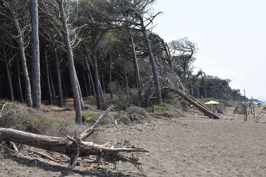 Pine trees and pinewood forest on the seaside, Beach and sea of Marina di Cecina, Maremma, Tuscany, Italy, Europe