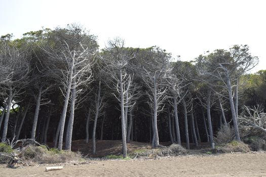 Pine trees and pinewood forest on the seaside, Beach and sea of Marina di Cecina, Maremma, Tuscany, Italy, Europe