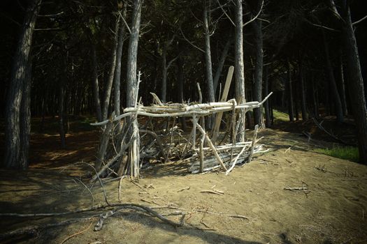Wood construction, Pine trees and pinewood forest on the seaside, Beach and sea of Marina di Cecina, Maremma, Tuscany, Italy, Europe
