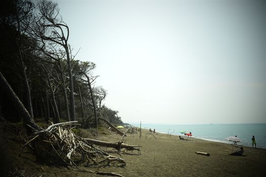 Pine trees and pinewood forest on the seaside, Beach and sea of Marina di Cecina, Maremma, Tuscany, Italy, Europe