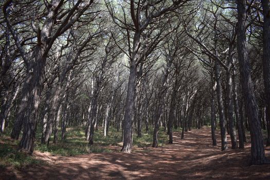 Pine trees and pinewood forest on the seaside, Beach and sea of Marina di Cecina, Maremma, Tuscany, Italy, Europe