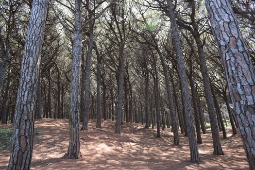 Pine trees and pinewood forest on the seaside, Beach and sea of Marina di Cecina, Maremma, Tuscany, Italy, Europe