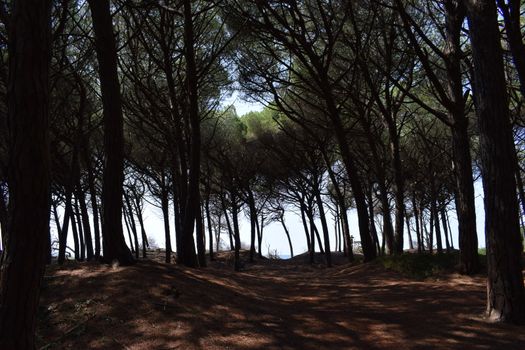 Pine trees and pinewood forest on the seaside, Beach and sea of Marina di Cecina, Maremma, Tuscany, Italy, Europe