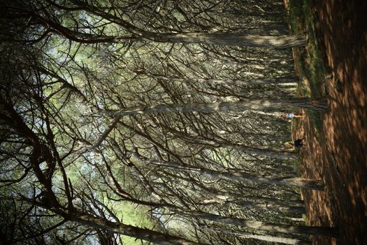 Pine trees and pinewood forest on the seaside, Beach and sea of Marina di Cecina, Maremma, Tuscany, Italy, Europe