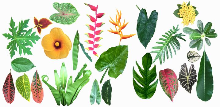 Tropical jungle leaves and flowers collection on white background. 